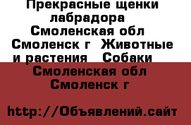 Прекрасные щенки лабрадора - Смоленская обл., Смоленск г. Животные и растения » Собаки   . Смоленская обл.,Смоленск г.